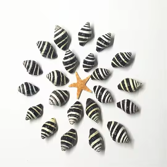 10-20mm Mixed Size Mediterranean Decorative Accessories Seashells Zebra Snails Shell Bone Coral Beads