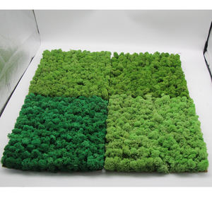 壁パネル保存トナカイモスウォールアート装飾用保存モスアイリッシュモス - Product Image 5