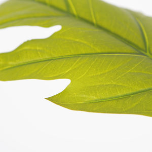 200cm Faux arbre à <span class=keywords><strong>pain</strong></span> plantes artificielles arbre décoratif en pot pour salon intérieur décor à la maison - Product Image 2