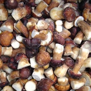 Champignons Pleurotes Surgelés de Haute Qualité Cultivés et Traités par IQF Pleurotes Ostreatus Surgelés pour la Consommation Alimentaire - Product Image 2