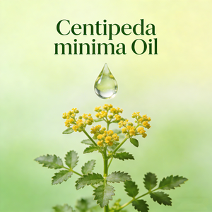 Venta Directa de Fábrica, Mayorista de Aceite de Centipeda Minima, Aceite Esencial de Centipeda Minima 100% Natural, Proveedor a Granel de Aceite de Hierba de <span class=keywords><strong>Ganso</strong></span> - Product Image 4