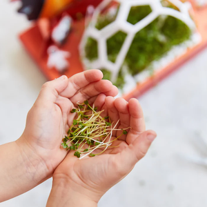 <span class=keywords><strong>Vendita</strong></span> calda per interni idroponica Mini Microgreens Kit Design-a forma di casa semi <span class=keywords><strong>da</strong></span> giardino crescono Kit per bambini - Product Image 6