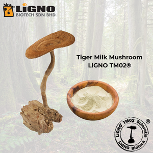ผงสกัดจากเห็ดนมเสือ LiGNO TM02 สารสกัดจากพืชบริสุทธิ์ ช่วยบำรุงระบบทางเดินหายใจ สูตรบริสุทธิ์ - Product Image 1
