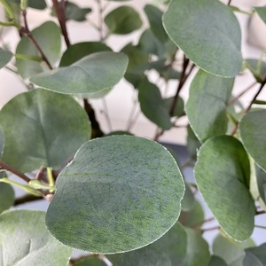 <span class=keywords><strong>Plantes</strong></span> artificielles <span class=keywords><strong>vertes</strong></span> en plastique, eucalyptus pour la <span class=keywords><strong>d</strong></span>écoration intérieure de la maison - Product Image 5