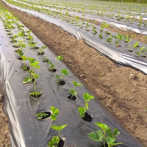 <span class=keywords><strong>Film</strong></span> plastique agricole perforé pour paillis de plantation - Product Image 2