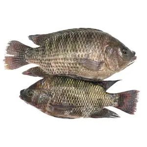 10 kg Block pro Karton Nil Tilapia Frischer Fisch Indonesien