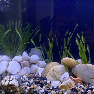 Ciottoli Colorati Lavati ad Acqua, <span class=keywords><strong>Pietre</strong></span> Decorative per Acquario, <span class=keywords><strong>Pietre</strong></span> Naturali per Paesaggistica, Piccole Rocce di Fiume al Miglior Prezzo - Product Image 5