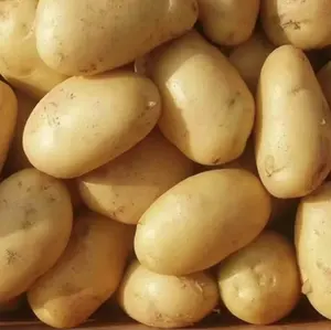 مصنع مصدر البطاطس الطازجة سعر البطاطس للبيع بالجملة بطاطس سائبة عالية الجودة جاهزة للشحن