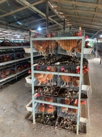 Système de cages en batterie de type H pour poules pondeuses avec alimentation, collecte des œufs et élimination du fumier pour élevages avicoles