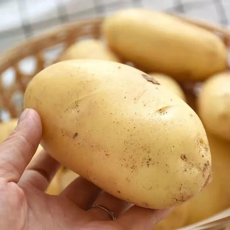 Свежий 150 г органический голландский картофель сладкий вкус Обычный Чистый органический Сладкий Картофель