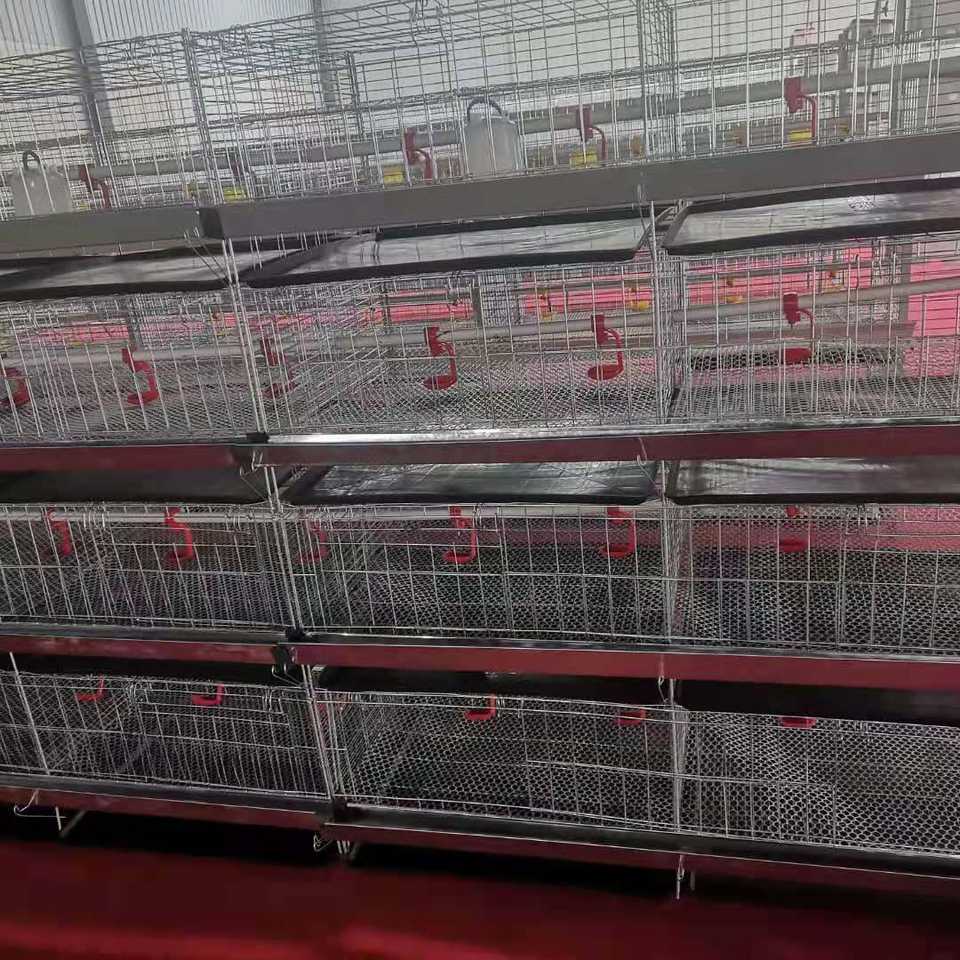 H Type Pullet Cage - Efficient Rearing for Chicken Farming