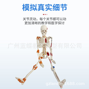 Modelo de esqueleto humano estándar médico, modelo de enseñanza de anatomía esquelética, esqueleto de 85 cm, modelo de articulaciones, modelo osteopático - Product Image 3