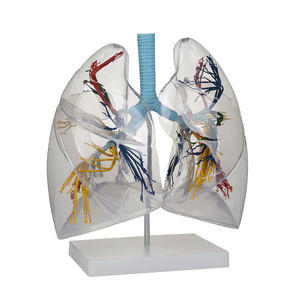 الطبية sucience الإنسان شفافة الرئة نموذج تشريح broncopulmonary قطاعات نموذج لل مستشفى - Product Image 2