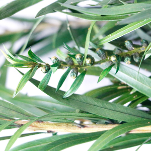 ดอกไม้แห้งประดับ<span class=keywords><strong>พระ</strong></span>พุทธรูป <span class=keywords><strong>ช่อ</strong></span>ดอกไม้แห้งทำมือ ของตกแต่งบ้าน วัสดุ DIY สำหรับวันวาเลนไทน์ วันคริสต์มาส ใช้งานได้ยาวนาน - Product Image 2