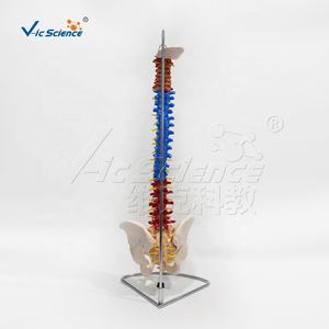 Modelo Didáctico de Columna Vertebral con Pelvis, Modelo de Tamaño Real del <span class=keywords><strong>Esqueleto</strong></span> Humano - Product Image 4