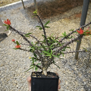 [Euphorbia Pedilanthoides] <span class=keywords><strong>Cactus</strong></span> Raro Imitador <span class=keywords><strong>de</strong></span> Pájaros, Proveedor con MOQ Bajo, Certificado Fitossanitario, Suculenta Exótica <span class=keywords><strong>de</strong></span> Caudex - Product Image 3