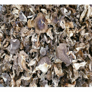 Lyophyllum Decastes, Hongo Silvestre Comestible Puro y Seco, de Bozhou, China, para la Preparación de Pollo Frito, en Venta - Product Image 6