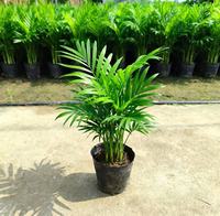 Tanaman dalam Pot-Phoenix Canariensis-Pohon Kurma Tahan Lama dari Pulau Canary-Pohon Palem Tahan Cuaca untuk Luar Ruangan-Penggunaan di Kebun-Tinggi 80-100cm-Pot 19cm