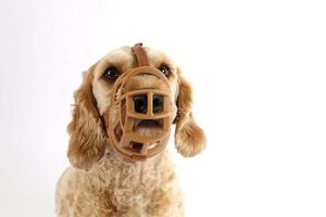 Cane Museruola Morbida Cestino Museruole Per Il Cane Migliore per Evitare Mordere Masticare e Barking Permette di Bere E Ansimante - Product Image 4