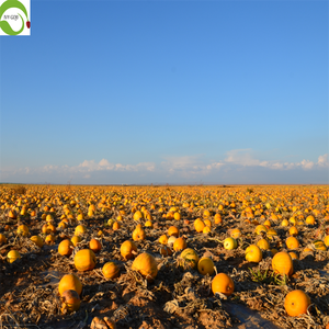 Semillas de Calabaza Crudas Secas al Por Mayor de la Mejor Calidad al Mejor Precio - Product Image 3