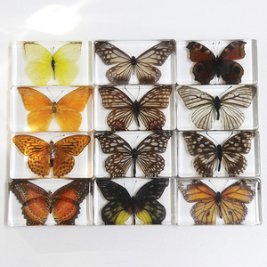 Insecto en Resina, Mariposa Real Preservada, Colección de Especímenes, Pisapapeles, Especímenes de Insectos, Artesanías de Resina, Especímenes de <span class=keywords><strong>Animales</strong></span> - Product Image 5