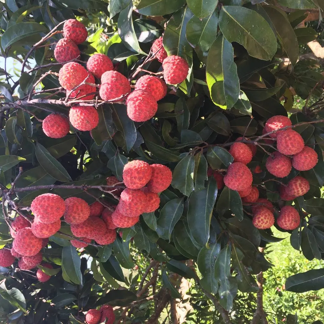 Çin'den en iyi taze meyveler toptan doğal tatlı Lychee özelleştirilmiş marka Lychee tatlı taze