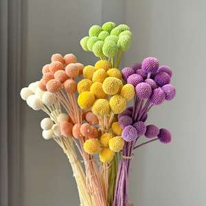 Fleurs de Craspedia naturelles séchées et préservées, boules dorées <span class=keywords><strong>pour</strong></span> la décoration florale de la maison, des tables de mariage - Product Image 2