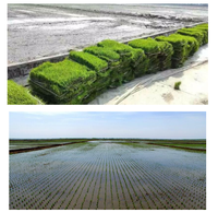 Lignes de plantation de riz 4 & 6 machines agricoles de riz Type de marche jardinière avec moteur à essence machine à semis de riz pour le riz