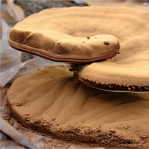 Alto puro di alta qualità superiore triterpeni <span class=keywords><strong>Reishi</strong></span> fungo estratto <span class=keywords><strong>Reishi</strong></span> fungo in polvere - Product Image 1