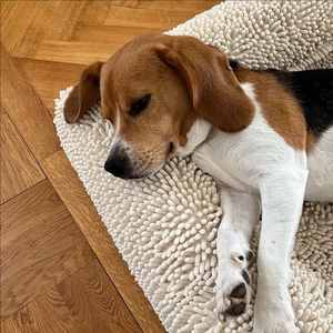 Cama para perros pequeños, medianos y grandes, suave, calmante, ortopédica, alfombrilla de piel sintética para mascotas, Material de terciopelo, cama para perros, sofá con patrón sólido - Product Image 6