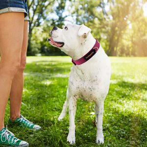 Yunleparks Collier de chien rembourré en néoprène, collier en nylon pour petits et grands chiens, robuste avec boucle en métal, réfléchissant (grand, - Product Image 6