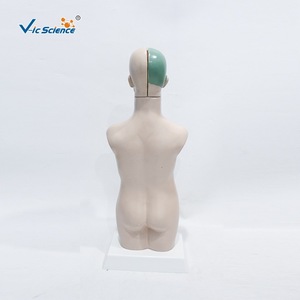 11 modèles anatomiques séparés du demi-corps d'adolescents, illustrant la structure des organes humains ; spécimens de démonstration pour la salle de classe. - Product Image 2