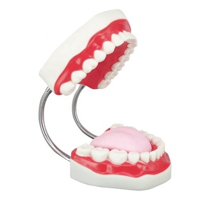 แบบจำลองฟันทางกายวิภาคพร้อมฟันพลาสติก 32 ซี่ อุปกรณ์การศึกษา - Product Image 2