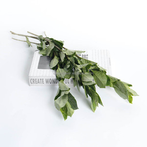 Gardenia, également connu sous le nom de <span class=keywords><strong>jasmin</strong></span> de Cap, est un arbuste <span class=keywords><strong>persistant</strong></span> de la famille des Rubiaceae, aux feuilles vertes brillantes et aux fleurs. - Product Image 6