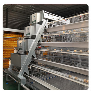 Jaula para Gallinas Ponedoras de 5000 Aves, Diseño Automático para Granjas Avícolas en África, <span class=keywords><strong>Precio</strong></span> de Fábrica - Product Image 5