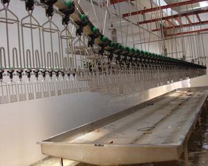 Hot bán mới tùy chỉnh thiết kế sống gia cầm lồng tự động Lift/dỡ bỏ hệ thống Gà thiết bị chế biến abattoir máy - Product Image 3