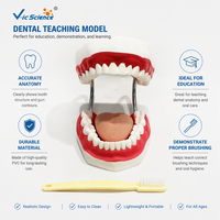 Modèle anatomique de dents complètes pour adultes, destiné aux écoles dentaires, aux cliniques, aux prothèses dentaires, à la formation, aux hôpitaux et à la stomatologie, conforme aux normes CE/ISO/ROHS