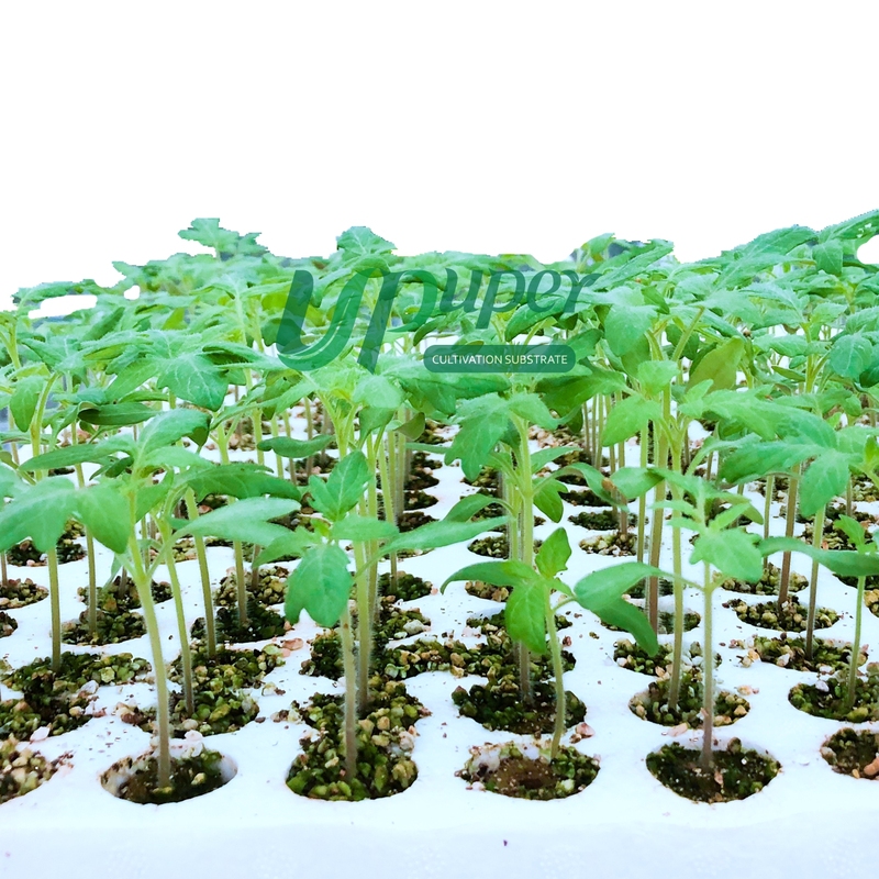 UPuper Hydroponic Farming Systems Leafy Vegetables