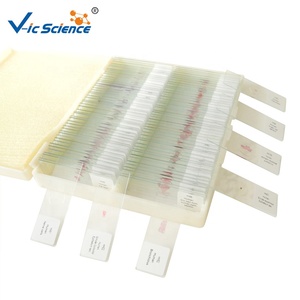 20 piezas de diapositivas de Histología oral humana diapositivas de Histología partes bucales microscopio diapositivas de Histología oral - Product Image 4