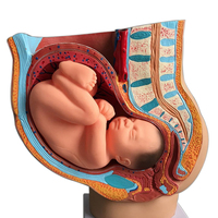 Pelvis anatomique féminin enceinte avec grossesse 9 mois bébé foetus modèle grandeur nature avec organes amovibles