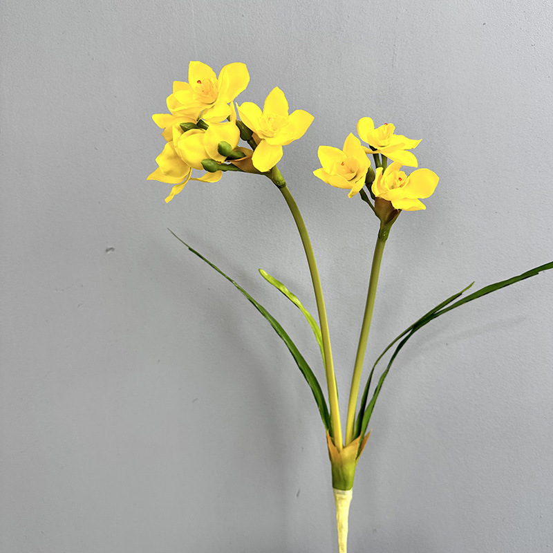 #1 narcissus