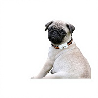 Collier pour animaux de compagnie 4G anti-perte avec GPS et traqueur BeiDou, dispositif intelligent pour chiens et chats en matériau ABSPC