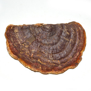 Thé aux champignons entiers séchés, Ganoderma Resinaceum Boud sauvage, aliment santé - Product Image 4