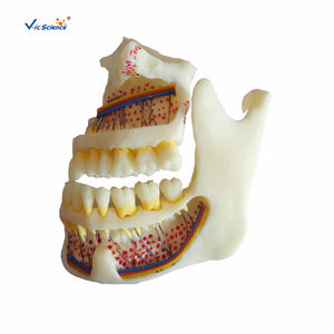 Modello Dentale Completo di Maxilla <span class=keywords><strong>e</strong></span> <span class=keywords><strong>Mandibola</strong></span>, Modello di Osso della <span class=keywords><strong>Mandibola</strong></span> Superiore <span class=keywords><strong>e</strong></span> Inferiore per Formazione Anatomica di Studenti di Stomatologia CE/ISO/ROHS/CNAS - Product Image 5