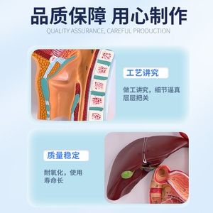 Modèles du système digestif humain : modèle du rectum, modèle de l'œsophage, modèle de la bouche, du nez, de la gorge, du ventre, modèle du côlon, modèle du foie - Product Image 3
