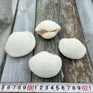 Coquillages naturels, escargots de mer, perles, coquilles Saint-Jacques, conques, coquillages pour peinture à l'huile, boîtes à bijoux, artisanat, vente en gros directe - Product Image 4