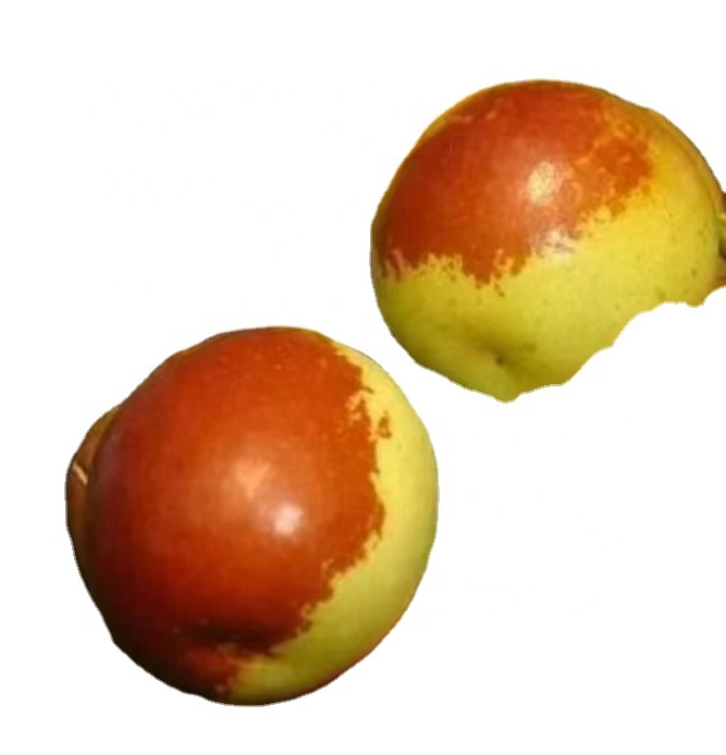 Свежее красное свидание китайское сладкое свидание свежее Jujube