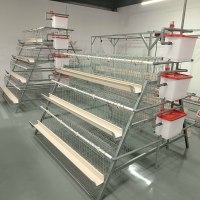 Cage à poules de type A à haute capacité, 4 niveaux, galvanisée, système de ponte automatique pour les élevages avicoles