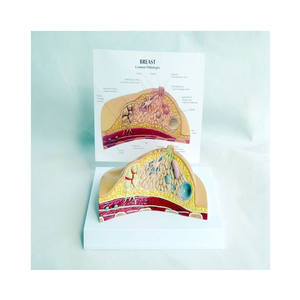 Modelo Anatómico de Seno Humano para Patología y Enfermedades, Material de PVC para Aprendizaje y Entrenamiento en Ciencias Médicas - Product Image 1