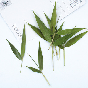 Feuilles de bambou entières séchées pressées naturelles avec tiges pour la fabrication de bougies, l'intégration de savons et l'artisanat en résine époxy - Product Image 4
